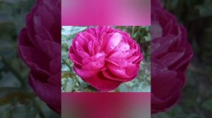 Лето - это радость, пей её со мной! Лето - это песня, пой ?