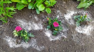 Розы купленные в Красном и Белом