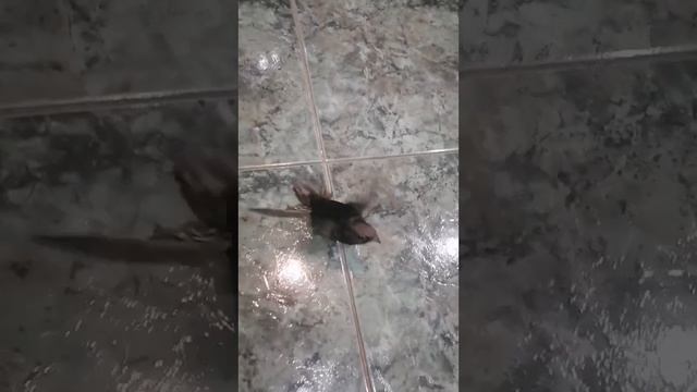🦅 Черный стриж - грациозная птица, покорившая небо своей стремительностью!