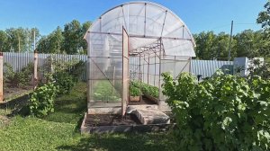 Подготовка теплицы к высадке помидор. Сидераты в теплицу.