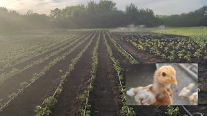 🌞Дачное видео🌿💦🐕🐤26.05.25
Воронежская обл.