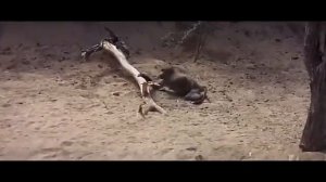 Пьяные животные после забродивших фруктов