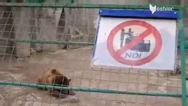 оз боласини айикни олдига ташлади дахшат бу смотреть онлайн