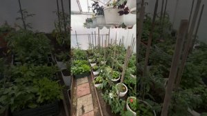 🏡 27 мая, заморозки, снег, крупа!
Закрываем Георгины, сохраняем растения 🙈
