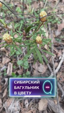 Сибирский багульник в цвету.