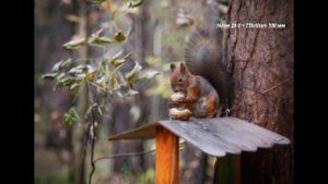 TTArtisan 100 mm f2.8 - Идеальный творческий объектив?