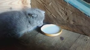Кот Кардан