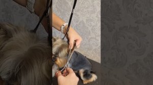 Стрижка йорка с набивным типом шерсти.