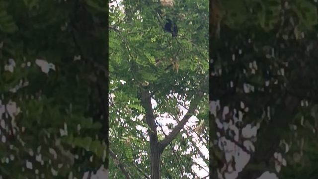 Кошка залезла на дерево- птички ругаются