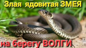 🔥Злая Ядовитая ЗМЕЯ на берегу ВОЛГИ🔥 греется на солнце.. Астрахань-Весна-2025 !!!