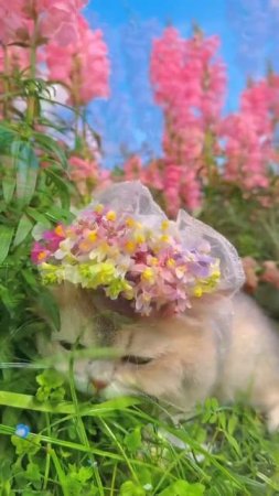 #котики