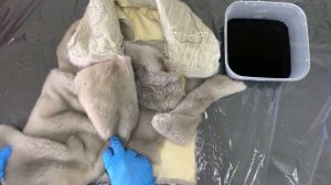 Восстановление цвета на голубой норке , в домашних усл