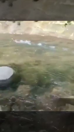 Вот это и называется «дать дёру». Выпустили крохаля на волю.