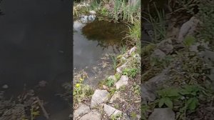 Прогулка по саду