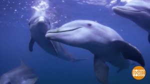 Привет, дельфины! Поплаваем вместе? Доброе утро. Фрагмент выпуска от 27.05.2025