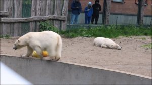 Медвежата Белка и Стрелка 27.05.2025