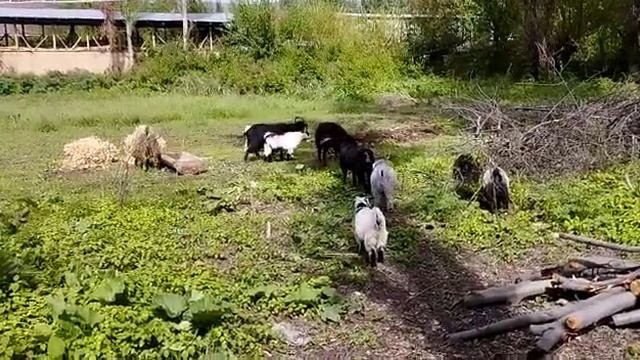 срочно сатылат оз алдынча жеткирип берет Кара-Дыйкан ? смотреть онлайн