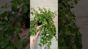 Пеперомия Ротундифолия.Обзор комнатных растений из моей домашней коллекции.