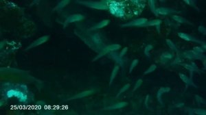 Thailand, Pufferfish hid in a rock