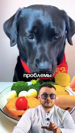 Диарея у собак