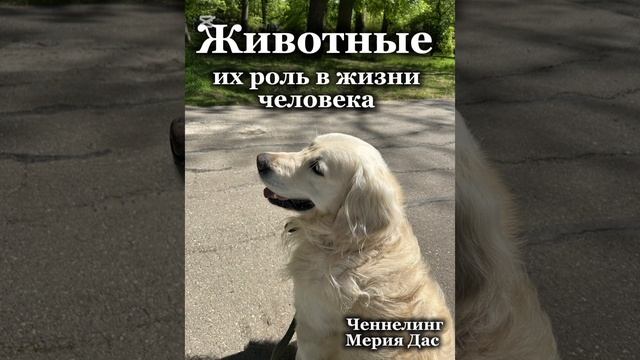 Роль животных в жизни человека #животные #природа #окружающиймир