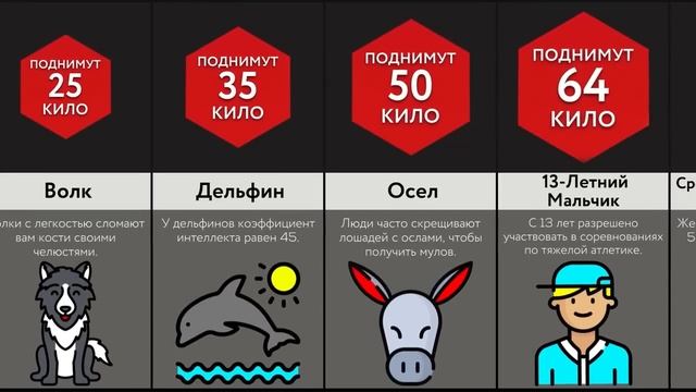 Сколько Могут Поднять Животные