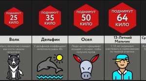 Сколько Могут Поднять Животные