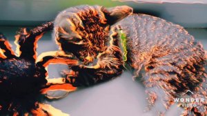 🕷️🕸️У Манюши Новый Друг 🕷️🕸️