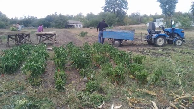 Рятую виноград. Прибираємо город. смотреть онлайн