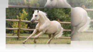 Летающие лошади  Песня Никитиных