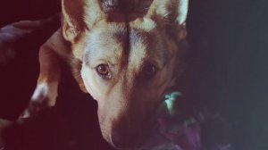 video5307715121198427453