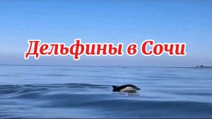 Дельфины на завтрак ловят рыбу в Чёрном море. Сочи