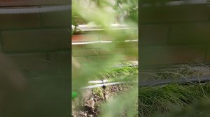Живая изгородь. Как закрепить растения после посадки. Система растяжки растений