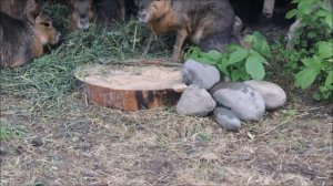 У патагонских мар подрастает малыш 27.05.2025