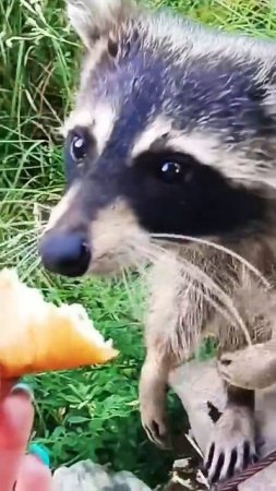 Енот-попрошайка🦝 на Орлиных скалах⛰️ в Сочи🌴