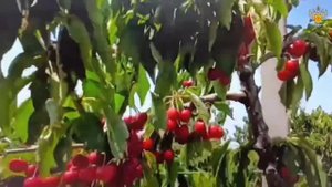 📢 Советы по выбору черешни от Роспотребнадзора 🍒