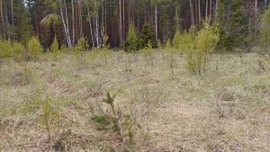 ВЕСЕННИЕ ГРИБЫ / грибникам не смотреть - обзавидуетесь