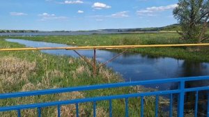 Немного природы.Всё зазеленело.Лебеди в пруду