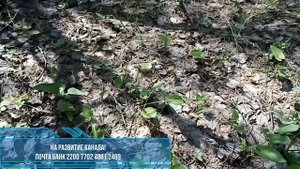 Майник двулистный(Сердечная трава).