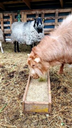 Стильный козел Бонифаций и другие весенние приключения на ферме 🤣🐐