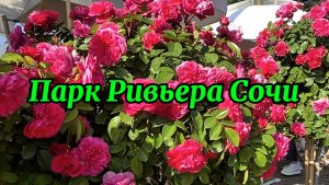Божественное цветение роз в парке Ривьера Сочи