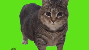 легенда 2025 Troll-OiiA OiiA  (Spinning cat)