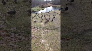 Утки в усадьбе Н.К. Рериха в Изваре