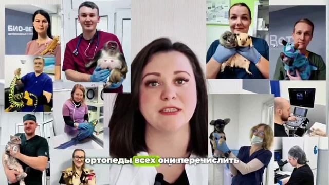 Ветеринарные клиники БиоВет смотреть онлайн