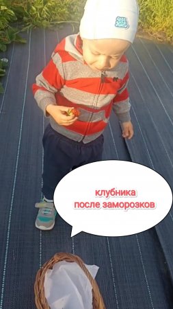 Сбор ягоды, клубника #ягоды #огород #сад #деревня #домвдеревне #садиогород