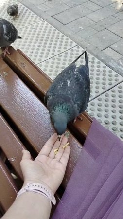 🕊️