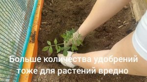 Выходные дачника 🏡,  середина мая.
