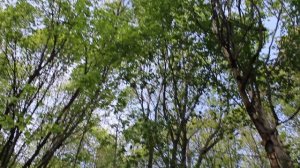 7. Нижнекамск - Корабельная Роща (1)