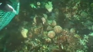 DIVERS AND SEA URCHINS ON THE SOUTHEN KURILE ISLANDS-ВОДОЛАЗЫ СОБИРАЮТ МОРСКОГО ЕЖА НА ЮЖНЫХ КУРИЛАХ