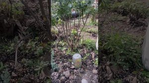 Кустарник пираканта. Обрезка. Какой вид обрезки интер?